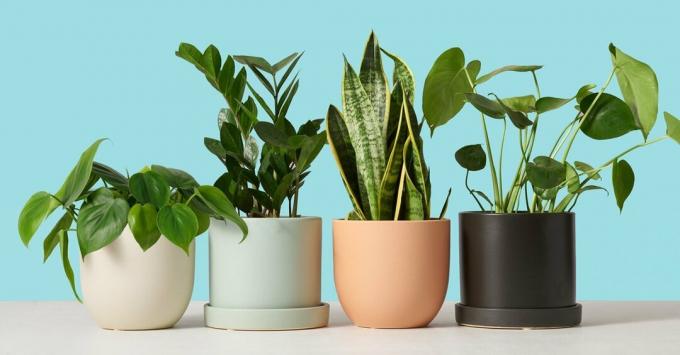 The Sill House Plant Delivery Promotions: $ 10 Welcome Rabatt & Ge $ 10, få $ 10 Remisser