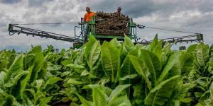 Processo de ação coletiva Burley Tobacco Growers